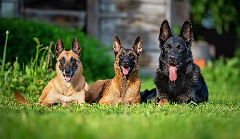 Three adult Belgian Malinois dogs laying down