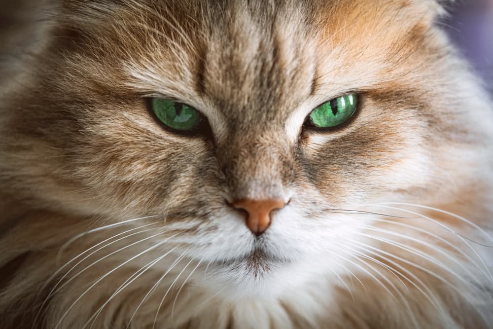 Cat squinting eyes