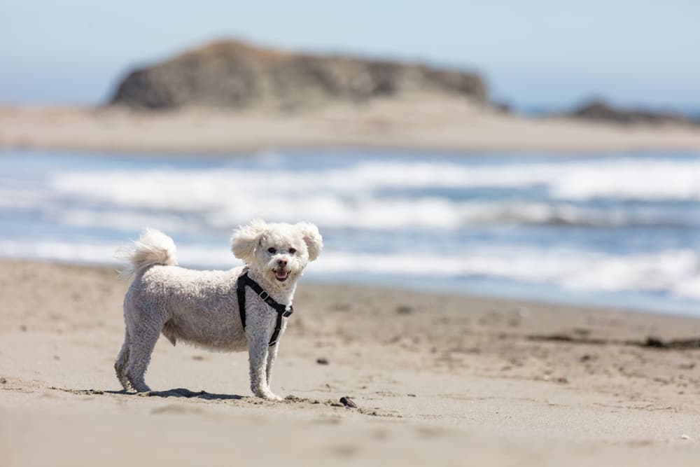 Adult Maltipoo dog standing on the beach