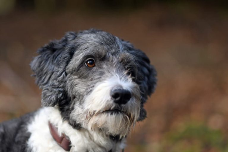 Aussiedoodle dog breed