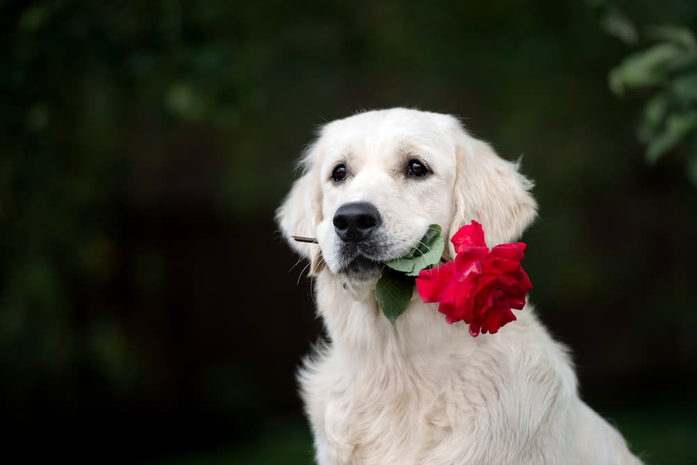 white dog with a flower in his mouth