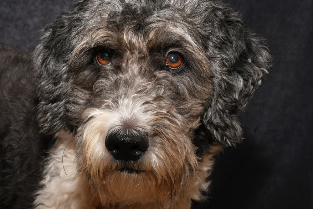 Closeup of Aussiedoodle dog