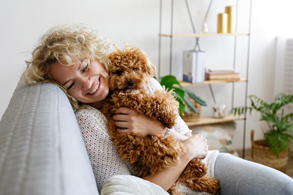 Maltipoo and his owner snuggle together on the couch