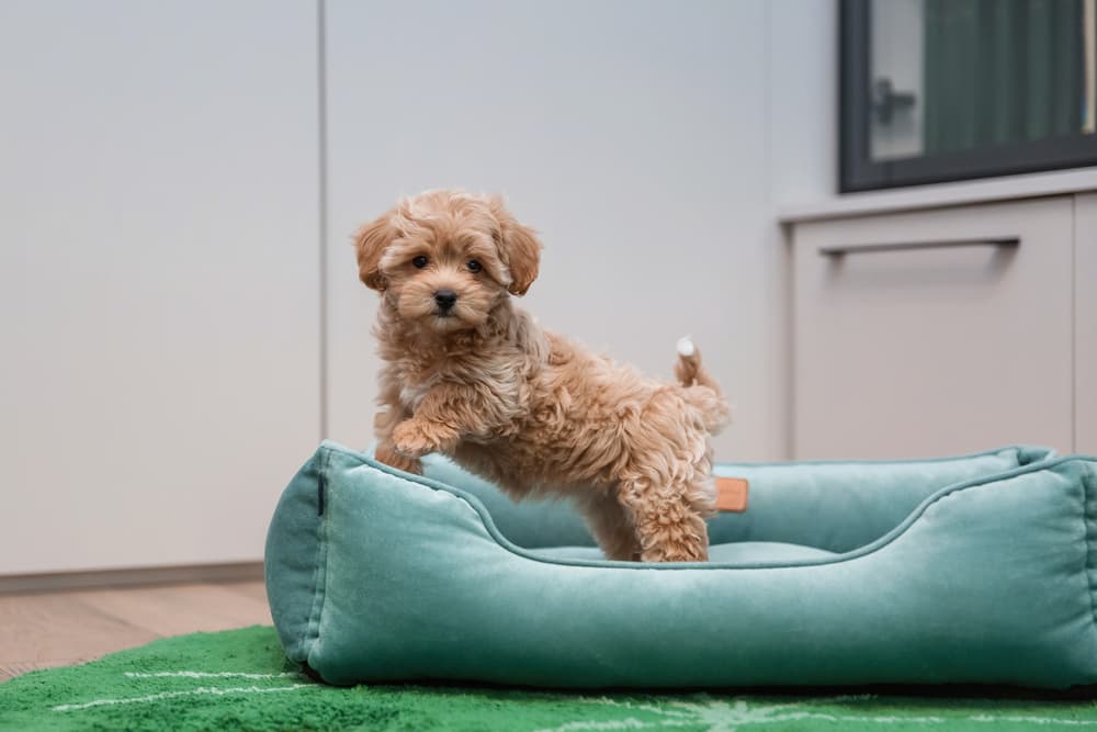 Maltipoo dog standing on her dog bed