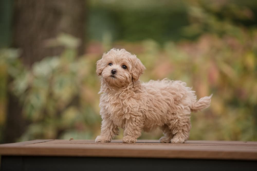 Maltipoo puppy standing while looking past the camera