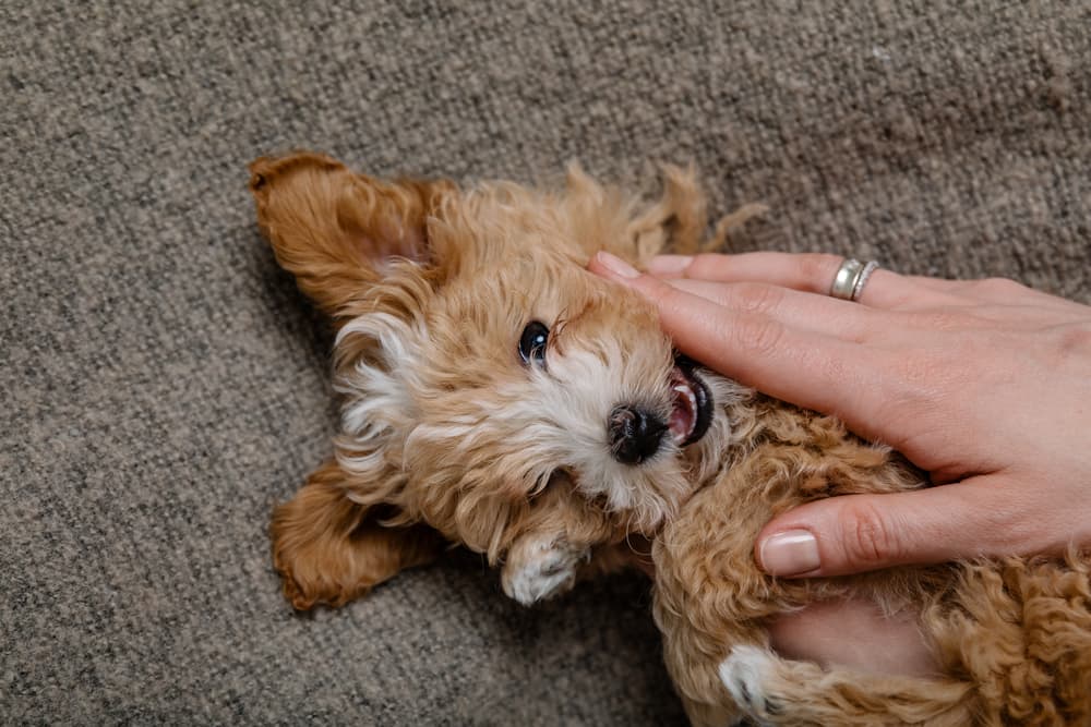 Maltipoo puppy on his back while owner pets him
