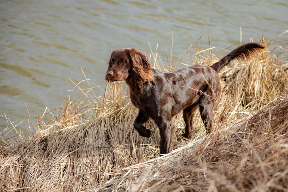 German Longhaired Pointer Dog