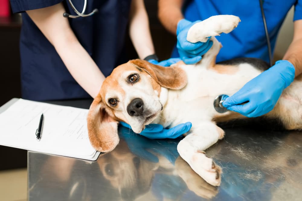 Beagle at vet getting treatment