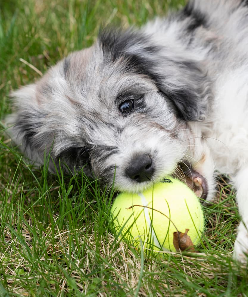 Aussiedoodle puppy playing with ball