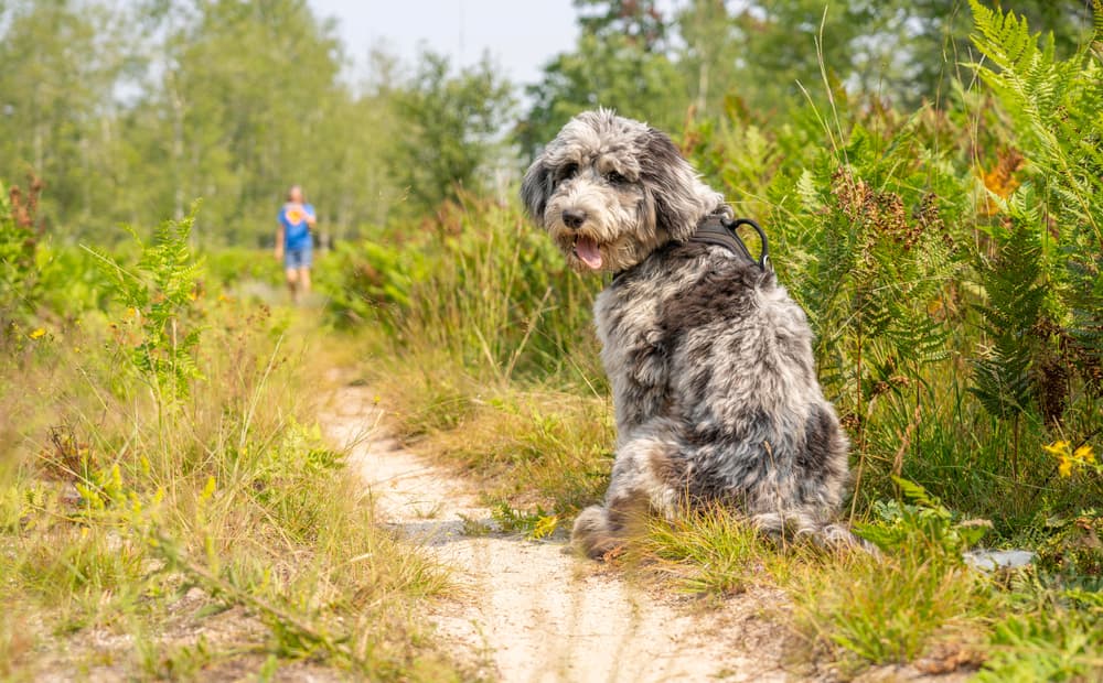 Aussiedoodle on hike