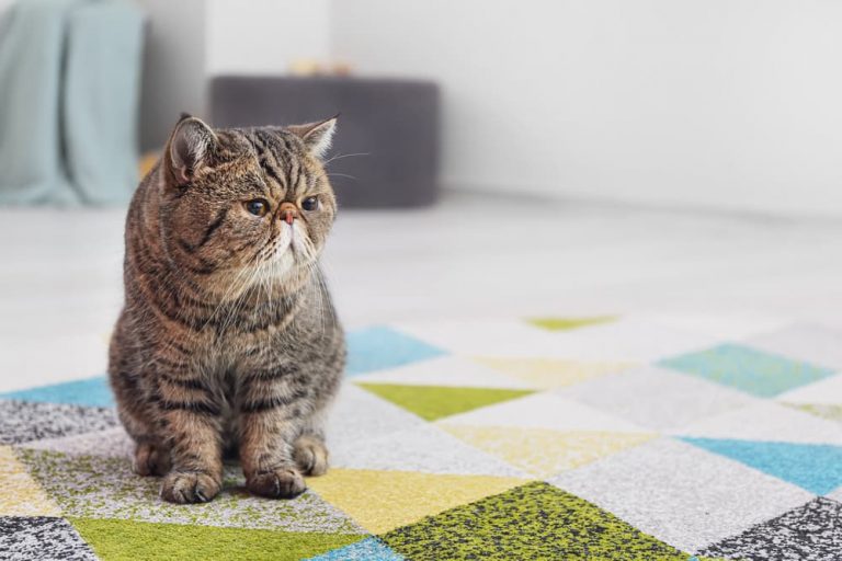 Cat dragging butt on carpet