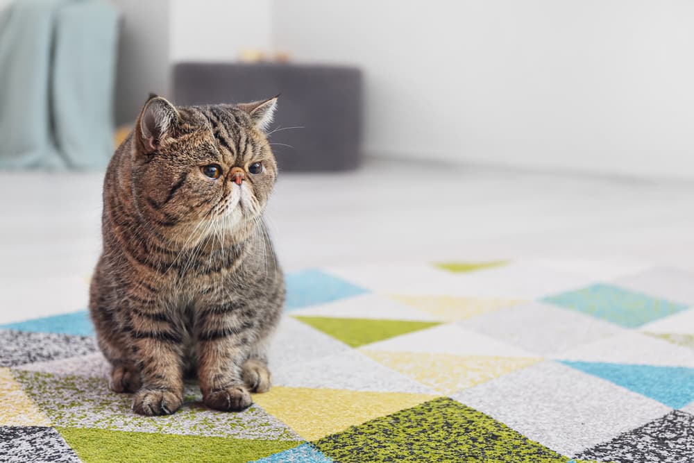 Cat Scooting: Why It Happens and How to Stop It