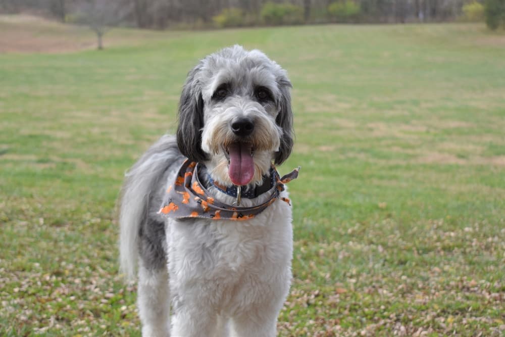 Aussiedoodle dog wearing scarf
