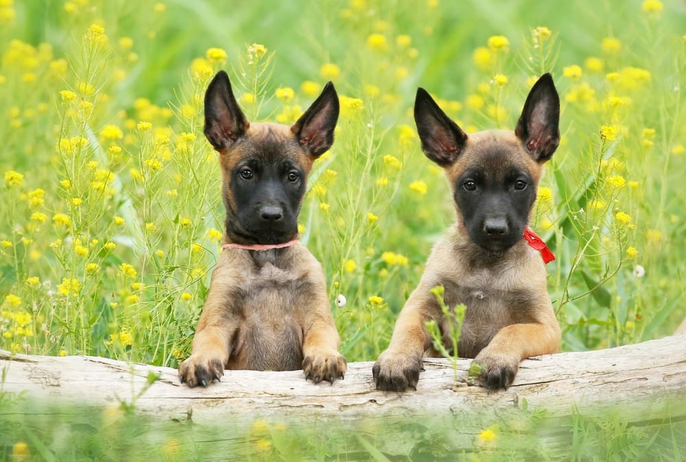Two Belgian Malinois puppies looking at the camera
