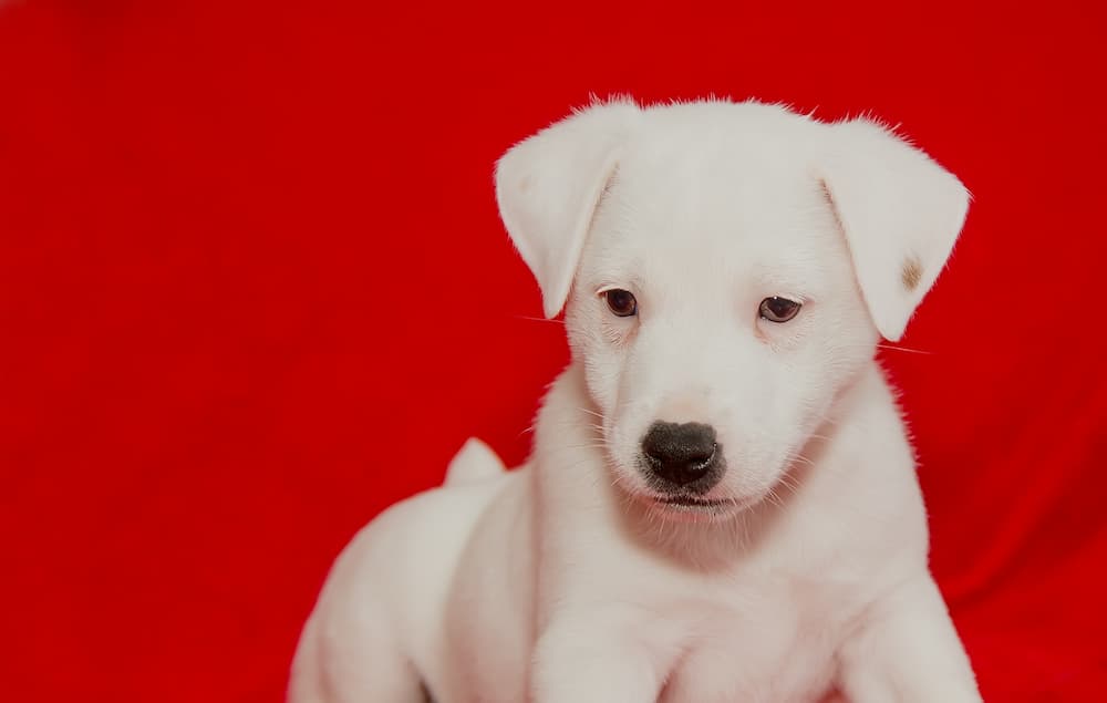 cute white puppy staring