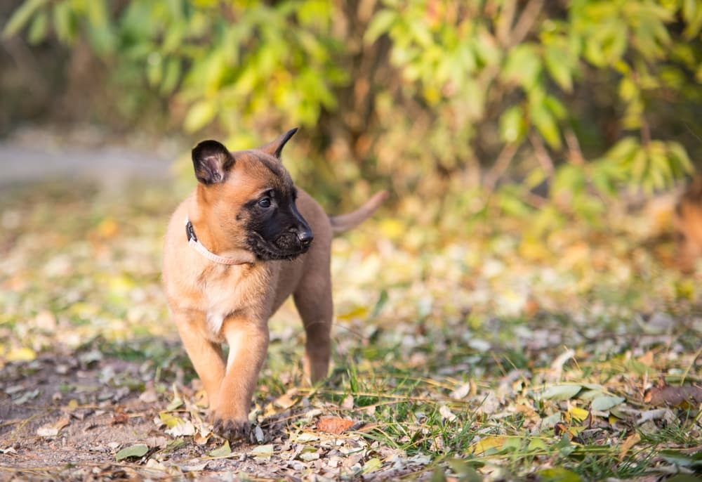 Belgian Malinois puppy walking in a forest