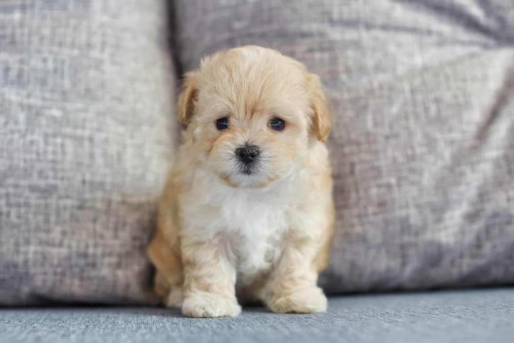 Maltipoo puppy sitting on a couch