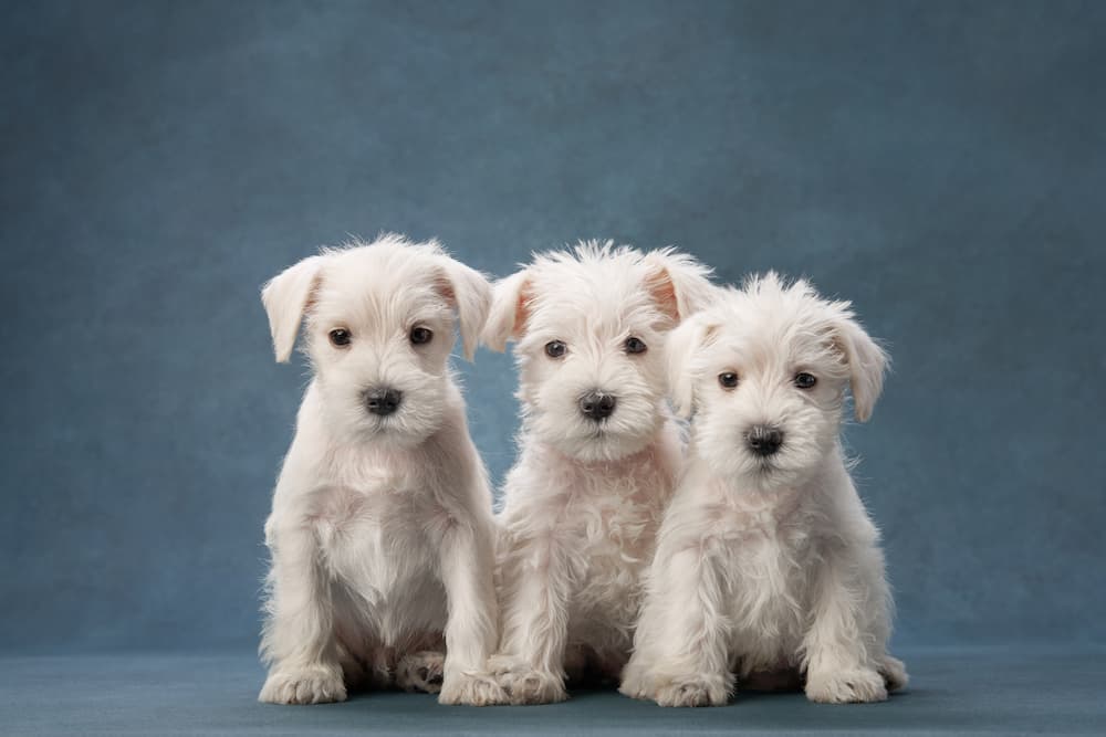 three white pups in a row