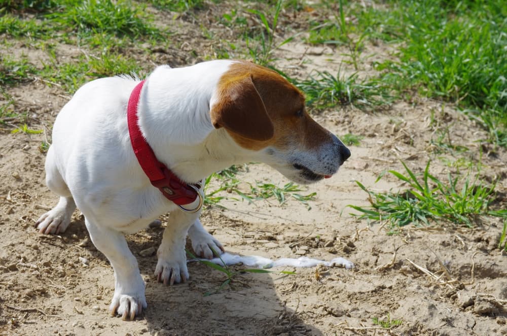 Dog in grass with white vomit