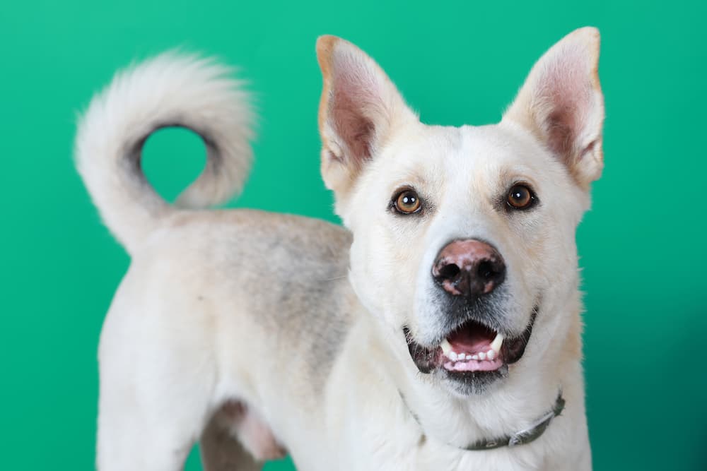 white smiling mixed breed dog