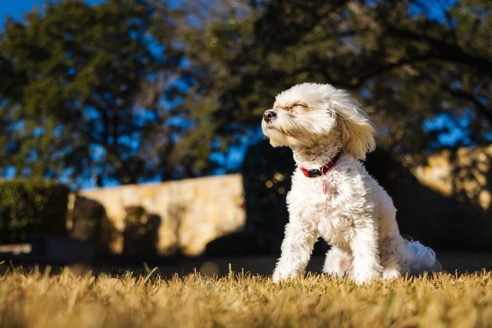Maltipoo dog breed sits while wind blows his hair back