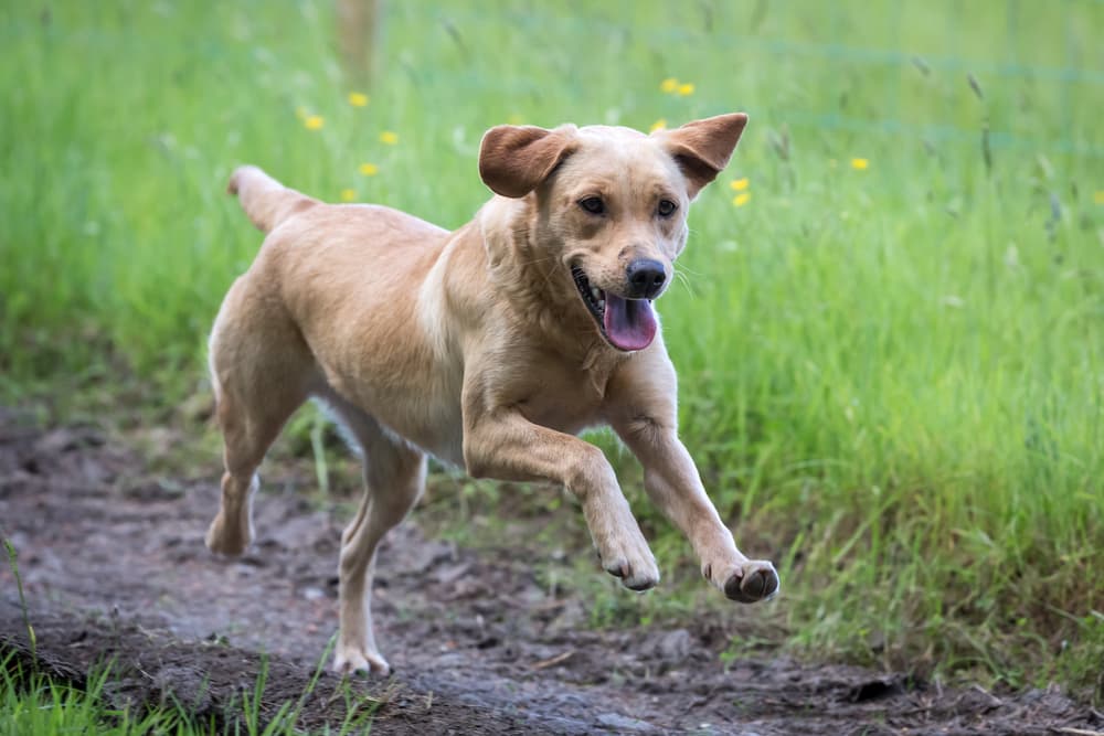 Yellow Lab running through a field
