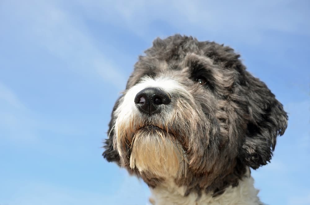 Aussiedoodle and sky
