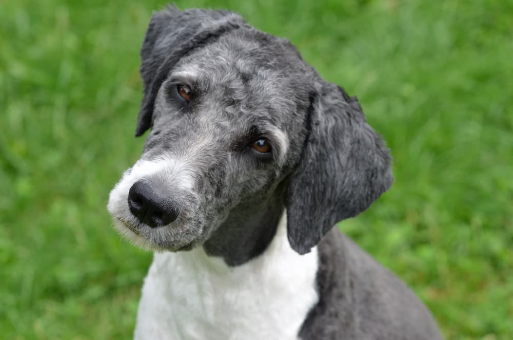 Aussiedoodle with short haircut