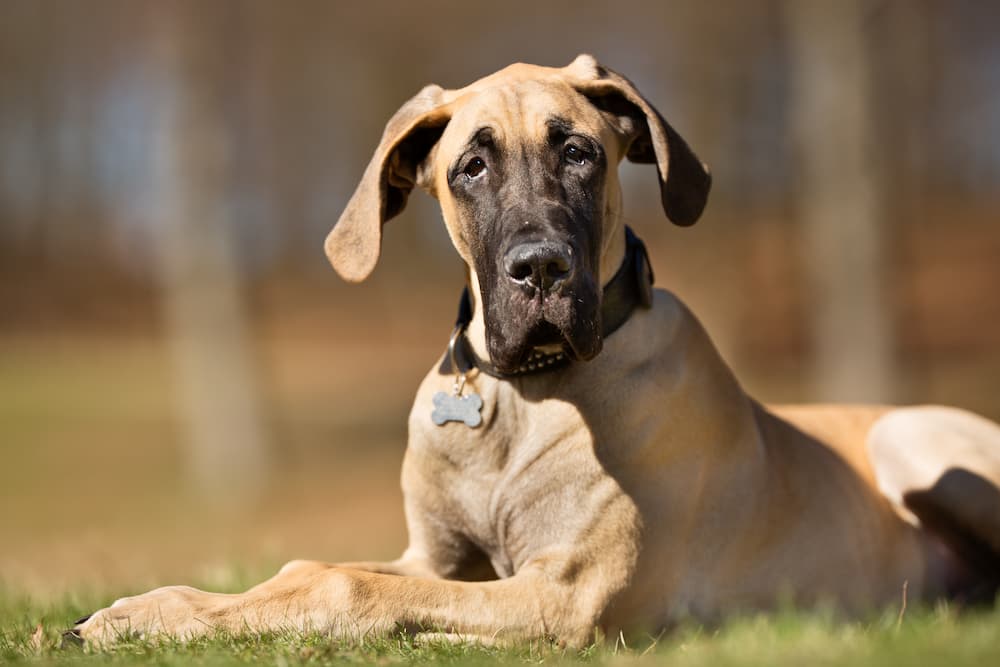 Great dane German dog