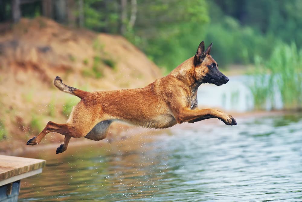 Adult Belgian Malinois dog jumping into water