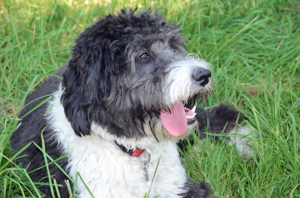 Aussiedoodle resting in grass