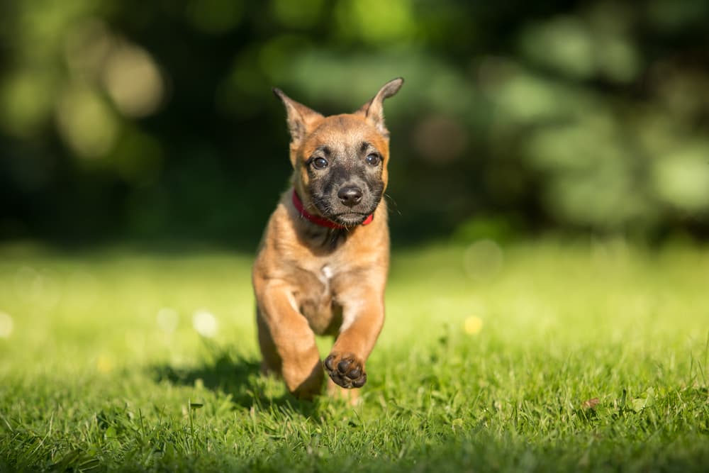 Belgian Malinois puppy running in a field
