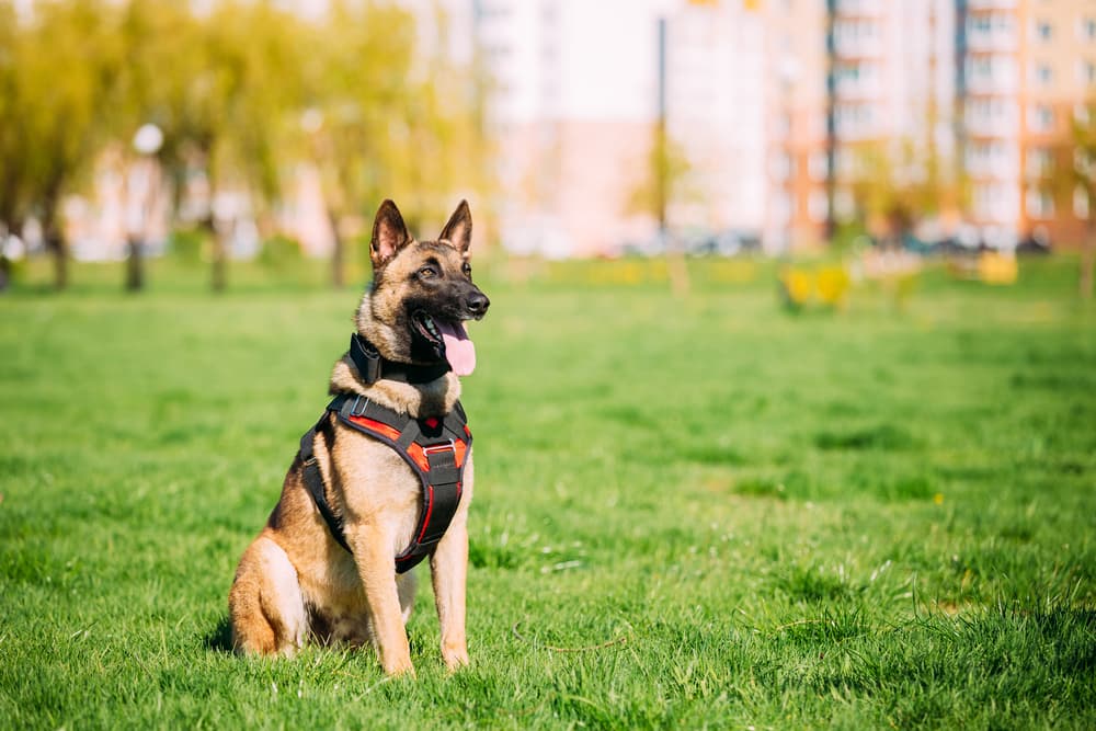 Belgian Malinois training