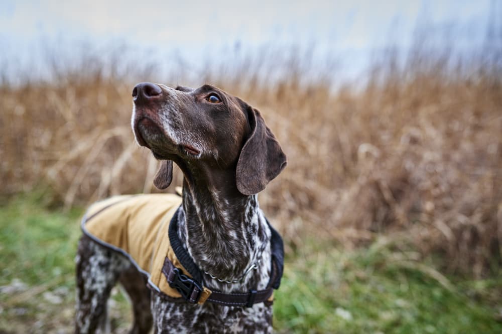 Pointer hunting dog
