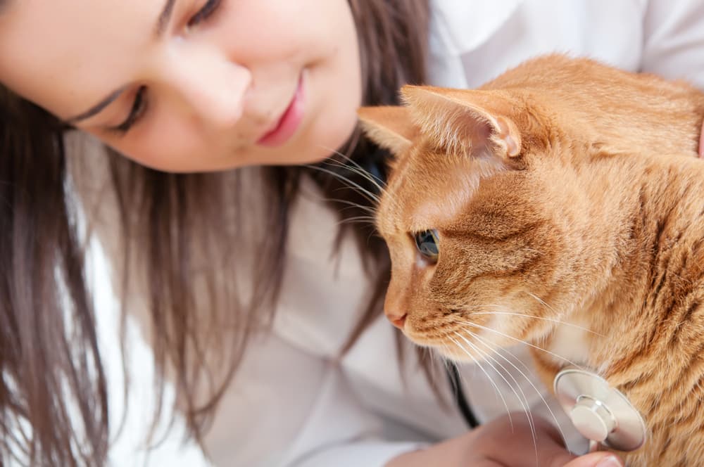 Veterinarian examining orange cat