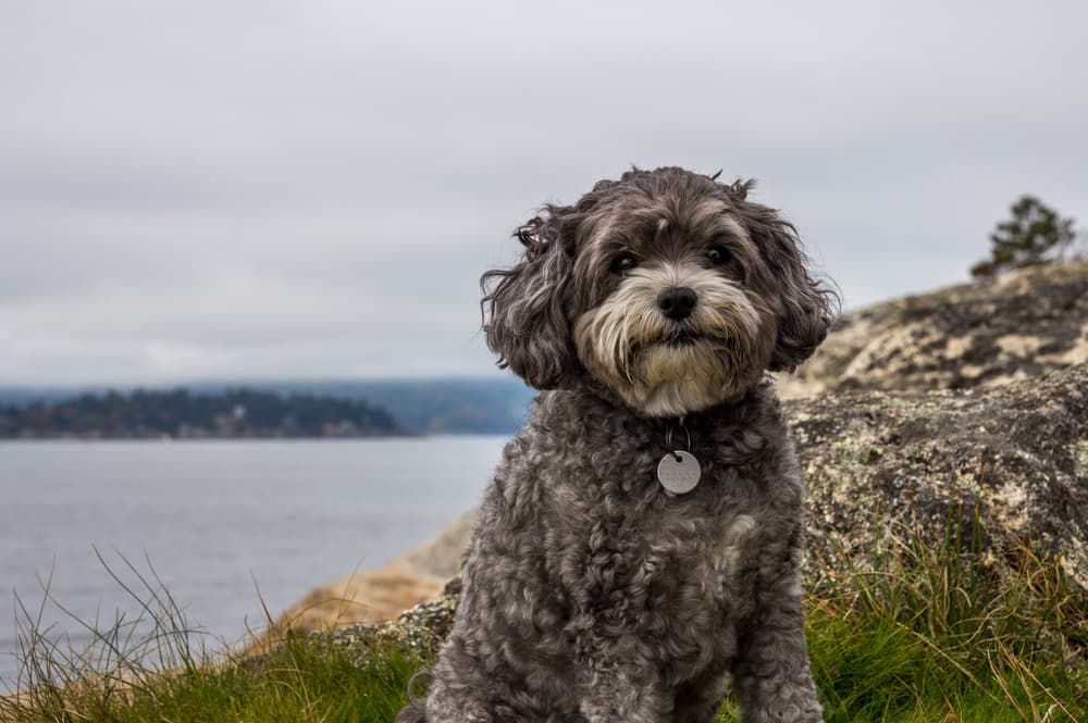 Adult Maltipoo dog sitting next to the water
