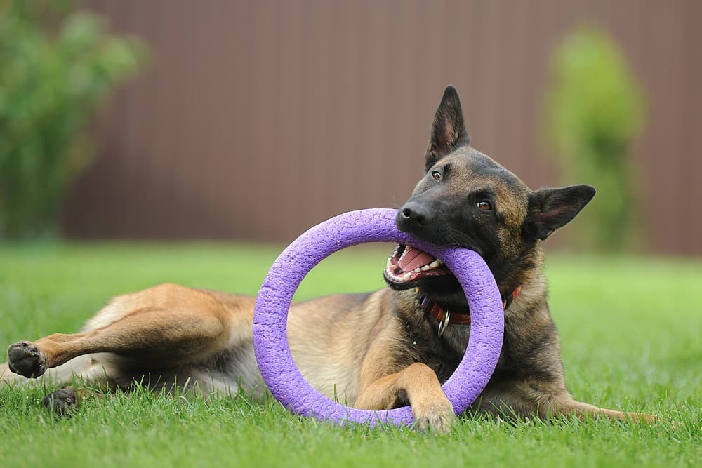 Belgian Malinois playing with a dog toy