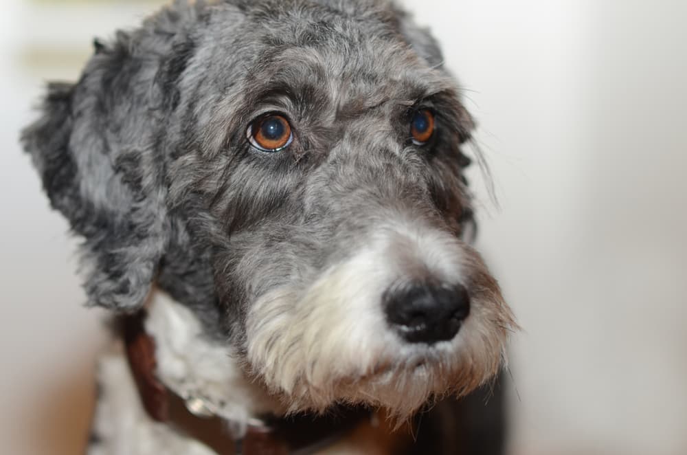 Face of an Aussiedoodle