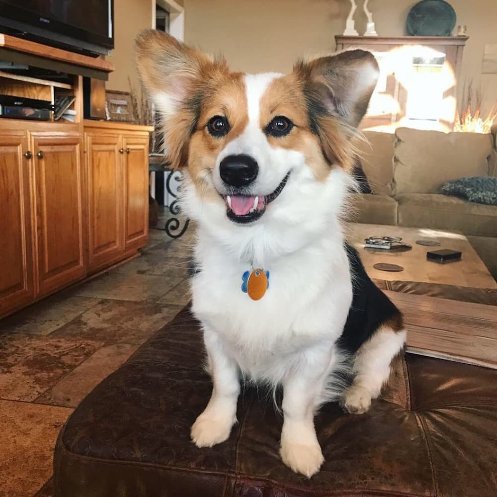 Corgi Australian Shepherd mix
