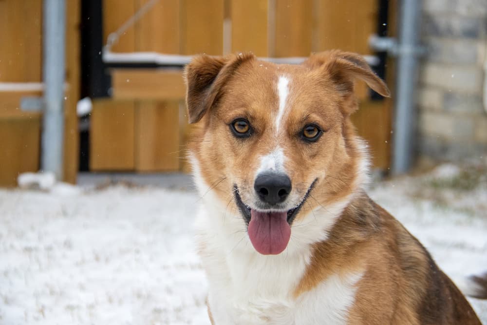 Corgi mix dog breeds