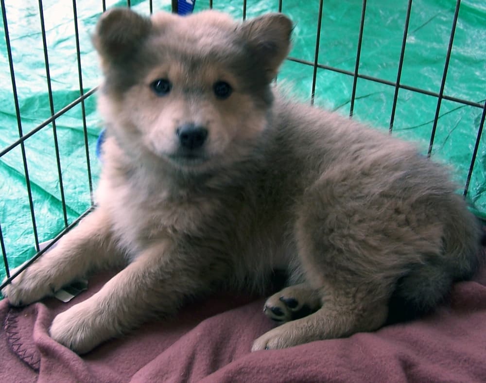Chow and Corgi mix