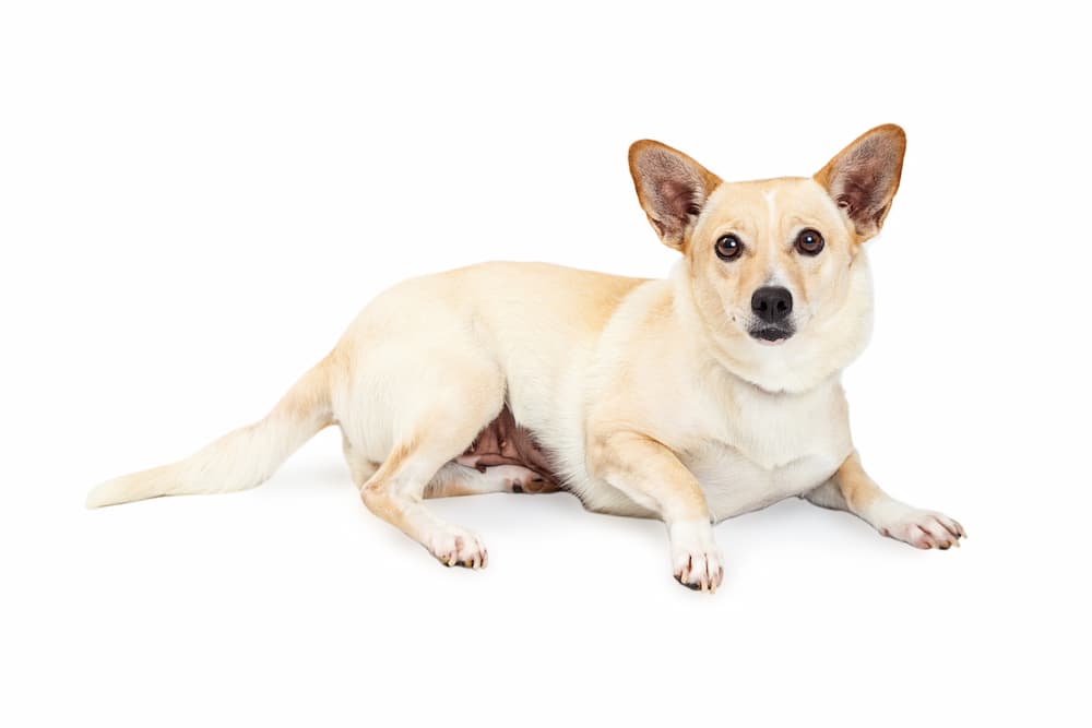 Corgi Chihuahua mix