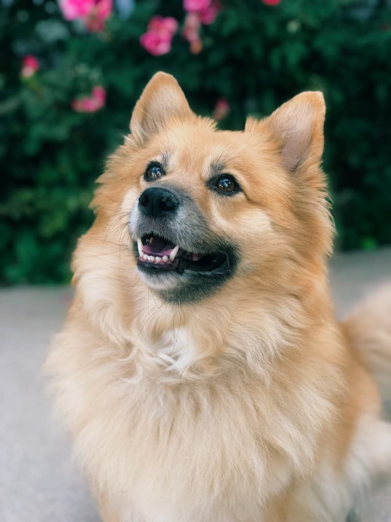 Corgi Pomeranian mix