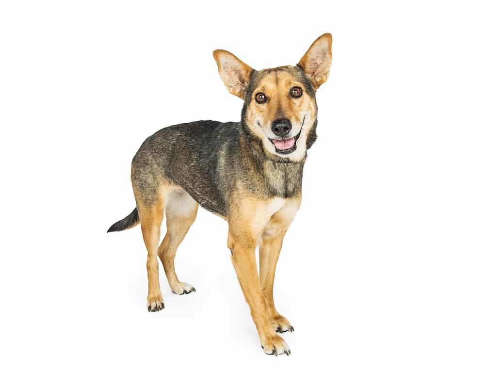 Corgi and German Shepherd dog