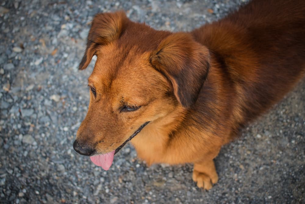 Dachshund and Corgi mix