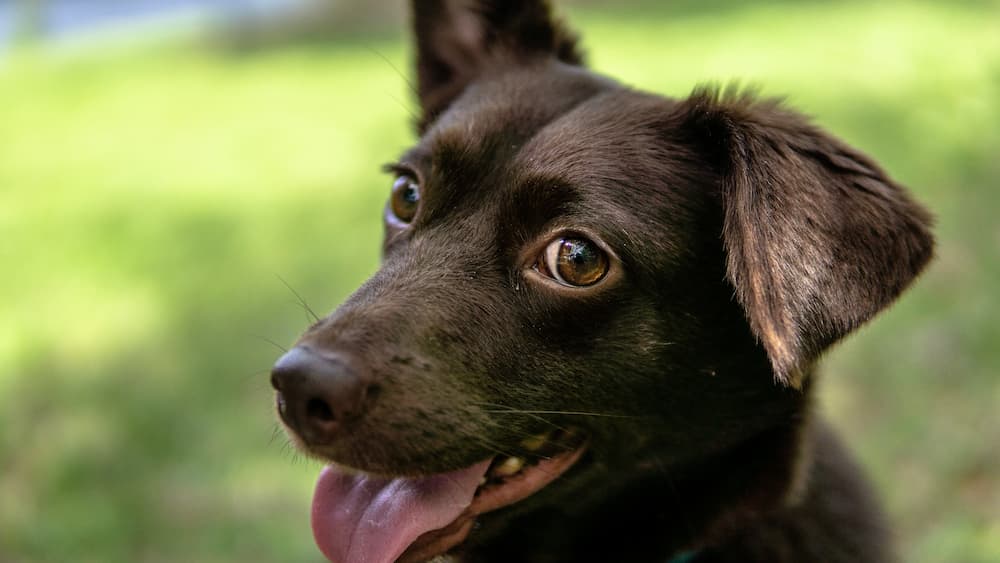 Lab and Corgi mix