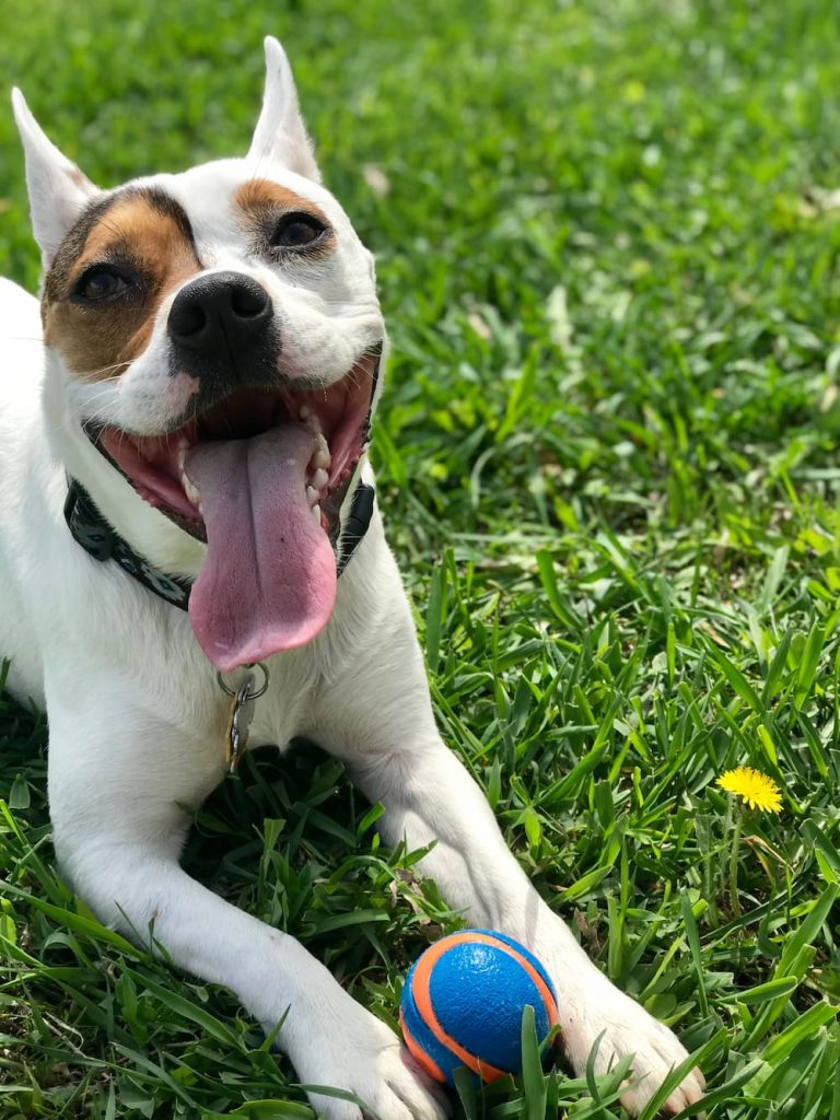 Pit Bull and Corgi