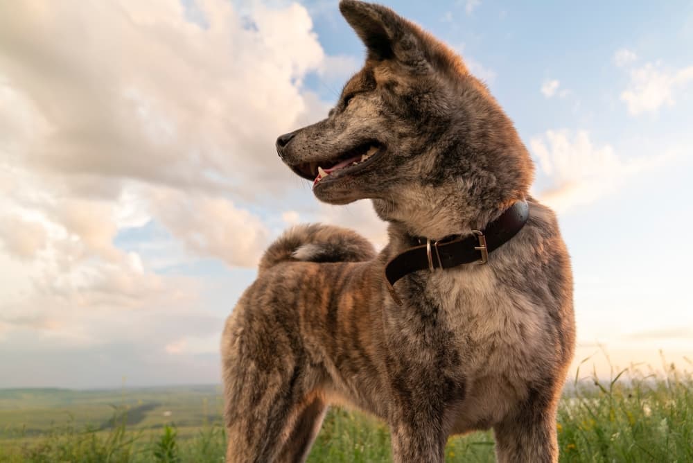 Brindle akita