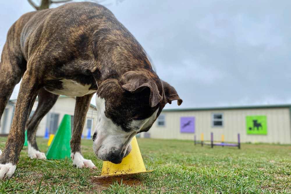 American staffordshire bull terrier