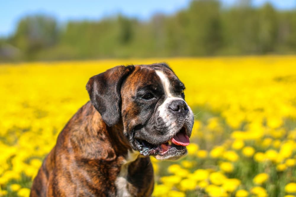 Brindle boxer in a yellow field